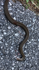 Vipera berus marasso