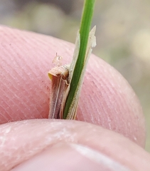 Agrostis capillaris