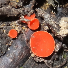 Sarcoscypha occidentalis image