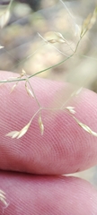 Agrostis capillaris