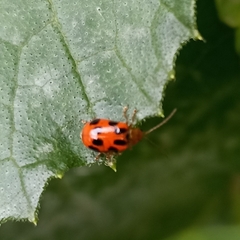 Paridea octomaculata