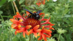 Xylocopa violacea