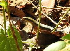 Eutropis multifasciata