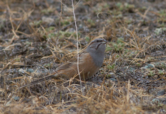 Emberiza godlewskii
