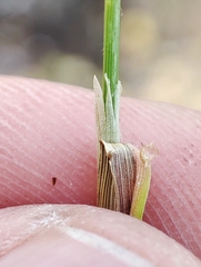 Agrostis capillaris