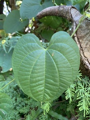Dioscorea bulbifera