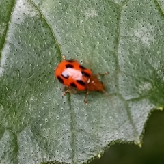 Paridea octomaculata