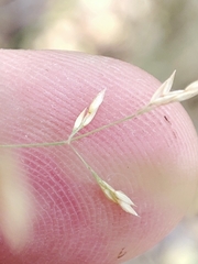 Agrostis capillaris