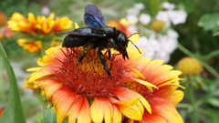Xylocopa violacea