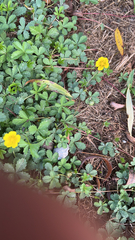 Potentilla reptans
