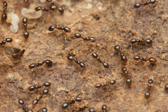 Monomorium