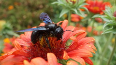 Xylocopa violacea