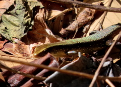 Eutropis multifasciata