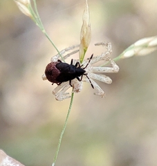 Kleidocerys resedae
