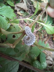 Tenthredo scrophulariae