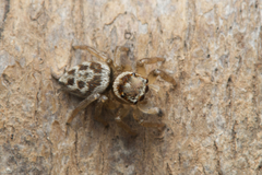 Maratus griseus