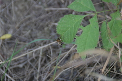 Eristalinae