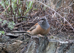 Emberiza godlewskii