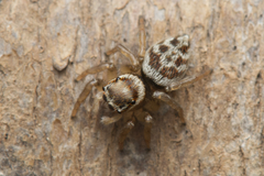 Maratus griseus