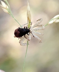 Kleidocerys resedae