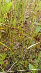 Juncus