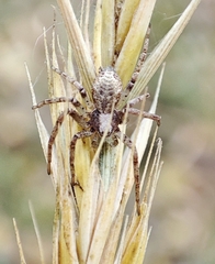 Philodromus