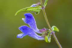 Scutellaria