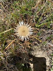 Cirsium acaule