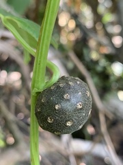 Dioscorea bulbifera