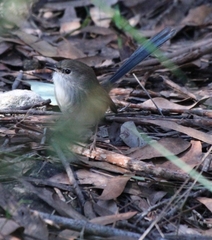 Malurus