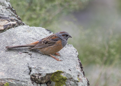 Emberiza godlewskii