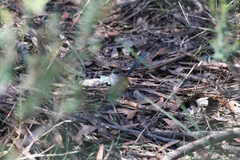 Malurus