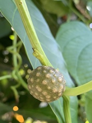 Dioscorea bulbifera