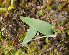 Eriochilus cucullatus