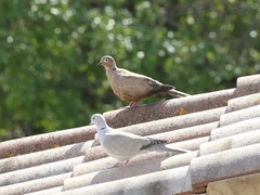 Streptopelia roseogrisea