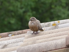 Streptopelia roseogrisea