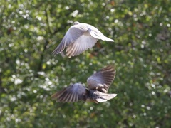 Streptopelia roseogrisea