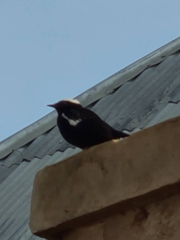 Myrmecocichla arnotti