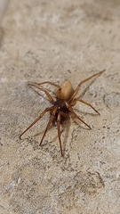 Dysdera crocata