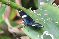 Heliconius sara fulgidus