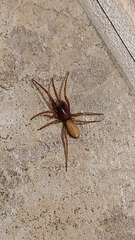Dysdera crocata