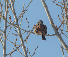 Emberiza godlewskii