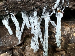 Xylaria hypoxylon