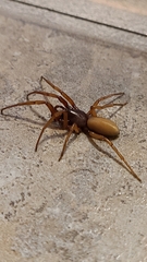Dysdera crocata