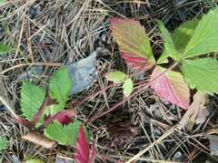Potentilla fragarioides