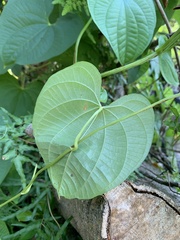 Dioscorea bulbifera