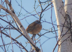 Emberiza godlewskii