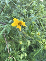 Bidens polylepis
