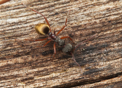 Dolichoderus extensispinus