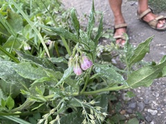 Symphytum officinale